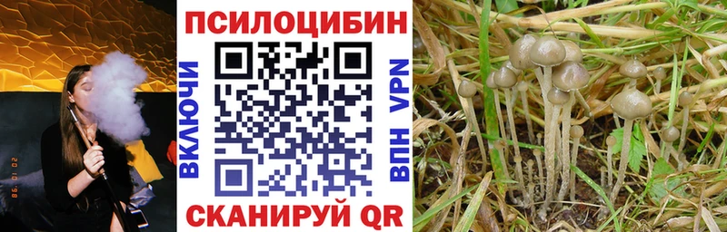 Галлюциногенные грибы мицелий Судак